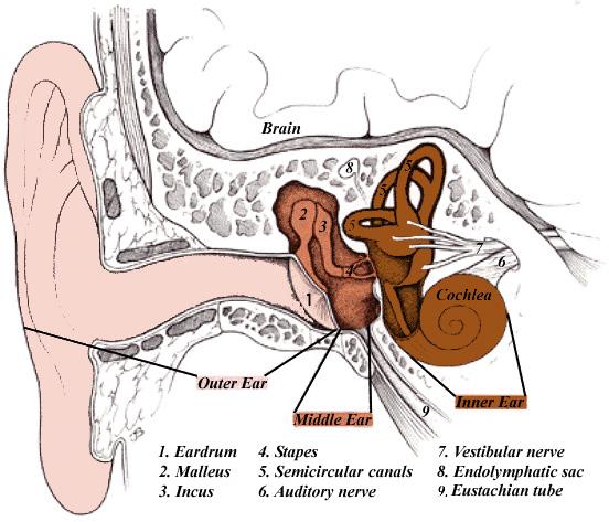 These nerve impulses are then carried on to other brain pathways that end in the auditory cortex (hearing part) of the brain.