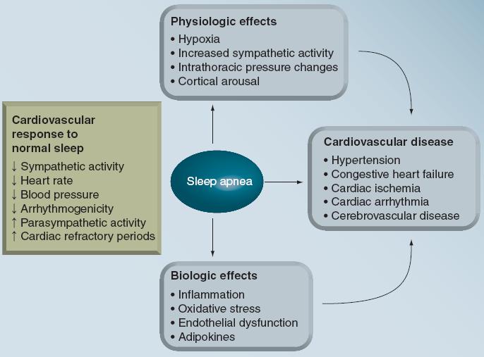 Sleep apnea cardiovascular disease Jean-Louis et al.
