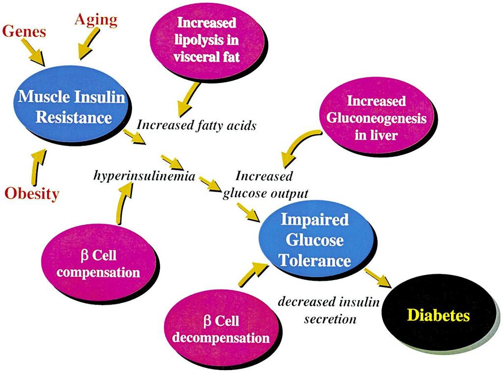 Insulin resistance is the