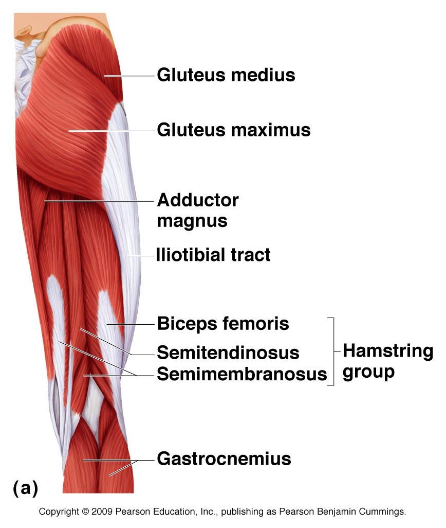 Also appropriate co-contraction of these muscles can stabilize