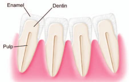 Whatever the name, the intentions are the same to acquire more space for your teeth, to bring your teeth into alignment, to improve your bite (the way your teeth come together) or to make the teeth