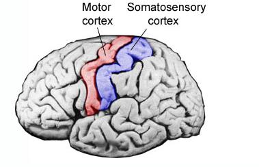 Brain representation Neural fibers for touch go through several intermediate areas (spinal cord, thalamus, medial lemniscus) and then reach the parietal lobe of the cortex Somatotopic representation