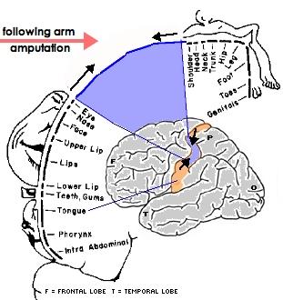 cortex partially explains some aspects of phantom limbs After arm amputation, the brain starts to