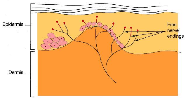 Nociceptors Here are shown free nerve endings in the skin They are less sensitive to stimuli than other mechanoreceptors for touch or temperature Nociceptors There are several types of nocicpetor