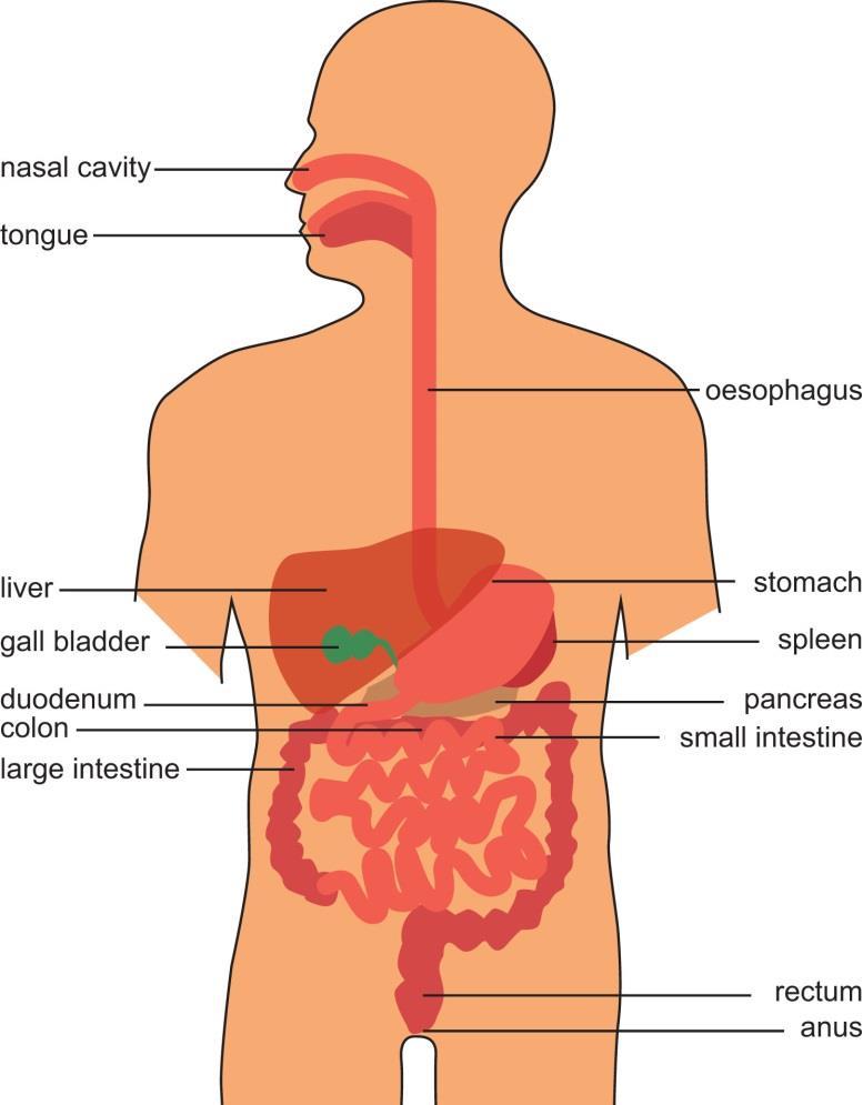 What is a gastroscopy and colonoscopy? Gastroscopy (also known as OGD and upper endoscopy) is a visual examination of the lining of the oesophagus (gullet), stomach and duodenum (small intestine).