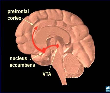 Brain Circuits Involved in Drug Addiction INHIBITORY CONTROL PFC ACG OFC