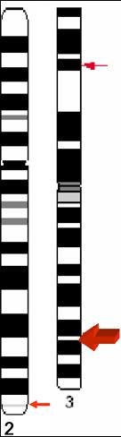 Chromosomal Locations for