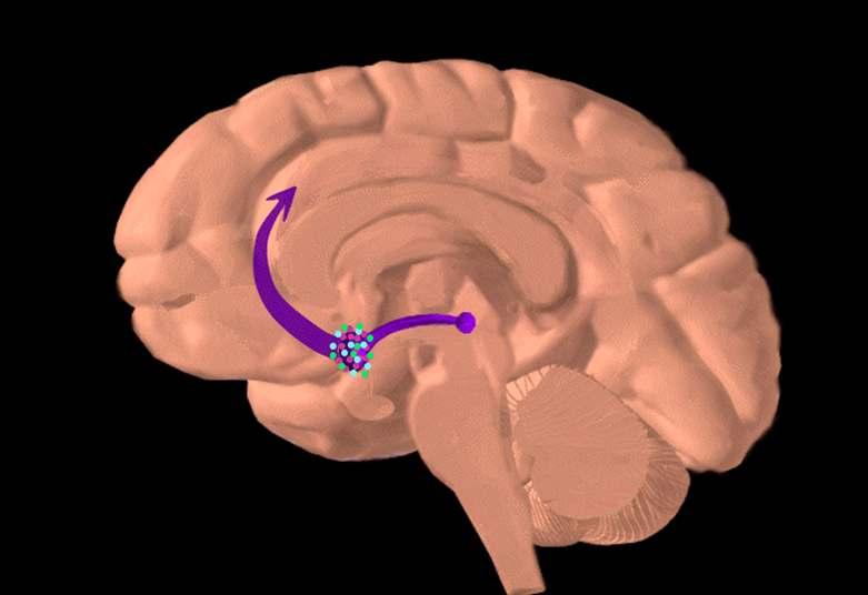 Dopamine Pathways striatum frontal cortex hippocampus Functions reward (motivation) pleasure,euphoria motor function (fine tuning)