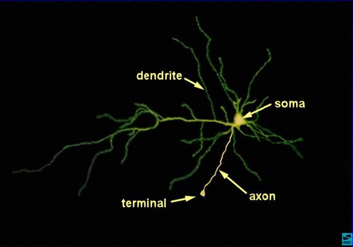 Neuronal structure