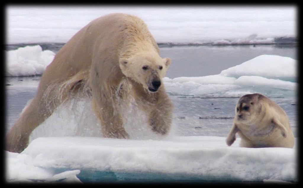 Polar Bears: Living on the Ice Polar Bears are mainly solitary animals. Seals are their favorite food source.