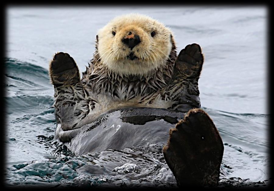 Sea Otters: Tool Users Marine Mammals Smallest of the marine mammals. Commonly found in the giant kelp beds along the rocky California Coast.