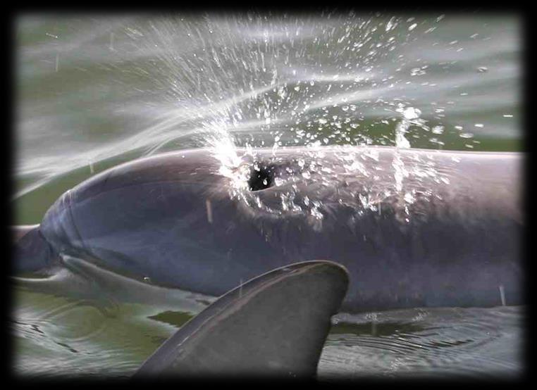 Marine Mammals Bradycardia: Surviving Long Periods without Oxygen All mammals must breathe.