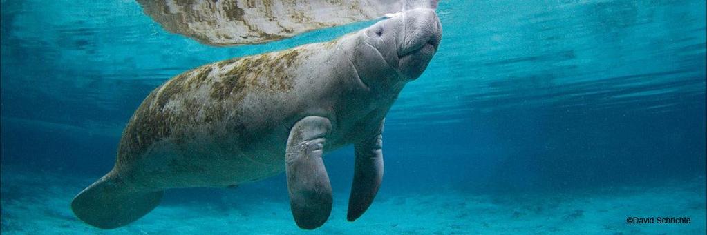 Manatees: The Gentle Giant Marine Mammals Manatee populations in the U.S.