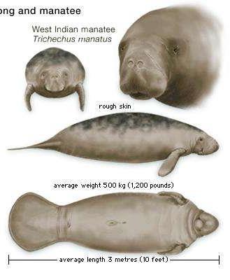 Manatees: Anatomy Average measurements: 10 feet in length 800-1,200 pounds Largest: 13
