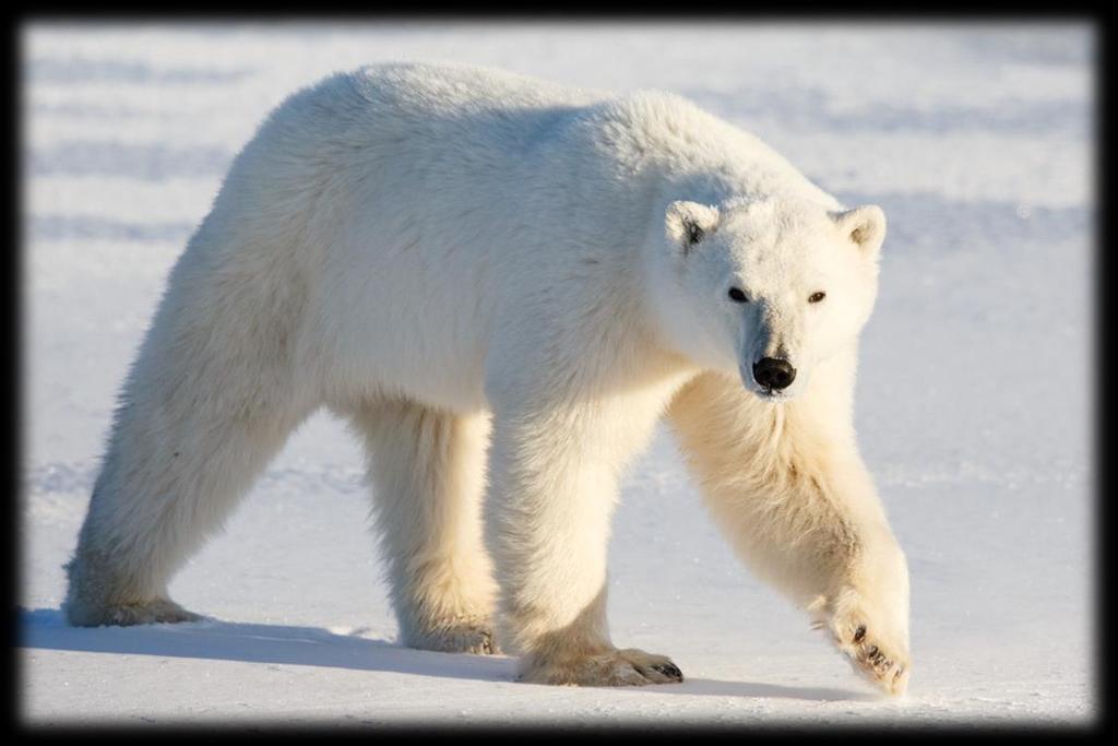 Polar Bears: Living on the Ice Marine Mammals Polar bears are most adapted to living on land.