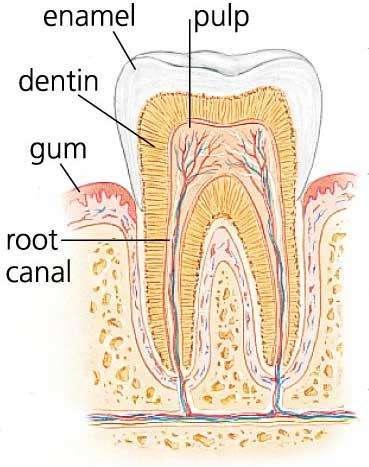 Dental: