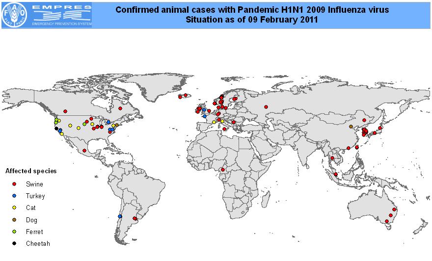 Australia was the 3rd country reporting to the OIE of ph1n1 influenza in commercial swine (OIE, 31/07/2009 outbreak in a NSW pig farm) 1st confirmed case of swine influenza in Australia: national