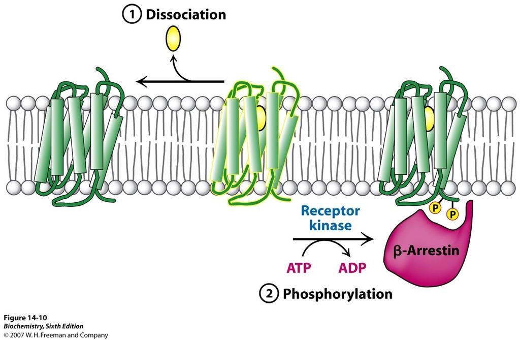To turn off the pathway G αs catalyzes the hydrolysis of GTP back to GDP.