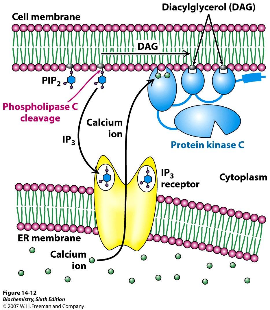 The Phosphoinositide scade! The phosphoinositide cascade also involved 7TM receptors that bind hormones. 11 The Phosphoinositide scade!