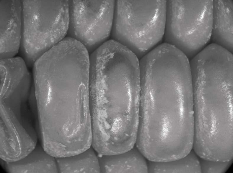 Fusarium. Brown staining on kernels Figure 17.