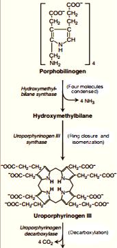 Uroporphyrinogen lll undergoes decarboxylation which means that all acetate groups will be converted to methyl and become Coproporphyrinogen.