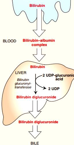 When bilirubin exits the macrophage to the blood, it forms a complex with albumin in blood. This binding is affected by some drugs e.g.salicylate, sulphonamides which displace bilirubin in infants (have high bilirubin) and causes neural damage.