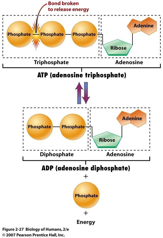 ATP molecule stores energy in