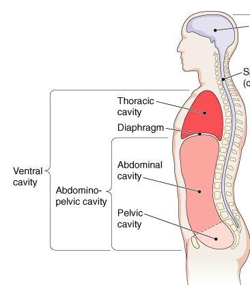 Body Cavities Ventral Cavity Thoracic cavity Heart, lungs Abdominal cavity Stomach, intestines,
