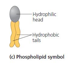 hydrophobic (fatty acid tail) and