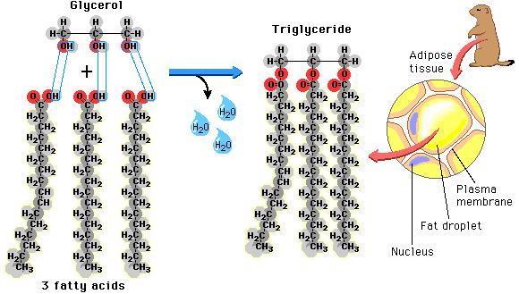 Triglycerides: Triglycerides are a type of fat (lipid) found in your blood.
