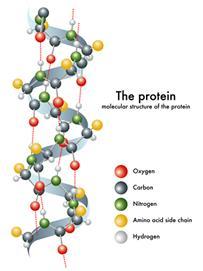 Proteins (Polypeptides) Proteins are very complex organic compounds made up of the elements carbon, hydrogen, oxygen & nitrogen. Sulphur and Phosphorus are often present.