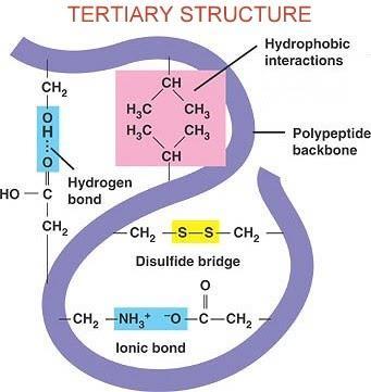 Tertiary Structure The third type of structure found in proteins is called tertiary protein structure.