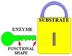 Enzymes Enzymes are biological catalysts - substances that increase the rate of chemical reactions without being used up.