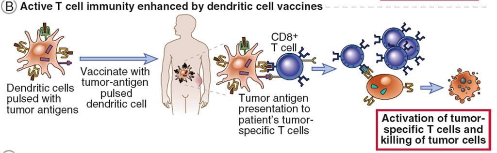 Dendritic cell vaccination 19 Blocking CTLA-4 promotes tumor rejection: CTLA-4 limits immune responses to