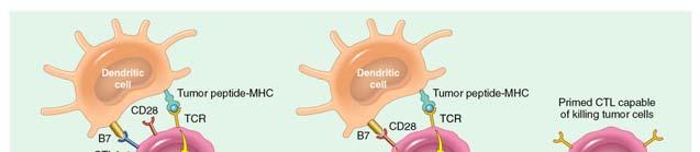 Checkpoint blockade: Removing the brakes on the immune