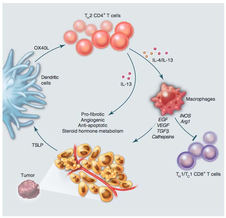 Immune responses that promote tumor growth 9 M2