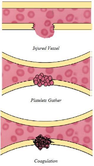 Coagulation Formation of a blood clot,