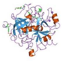 Thrombin Activated by prothrombin, catalyzes a reaction that cuts
