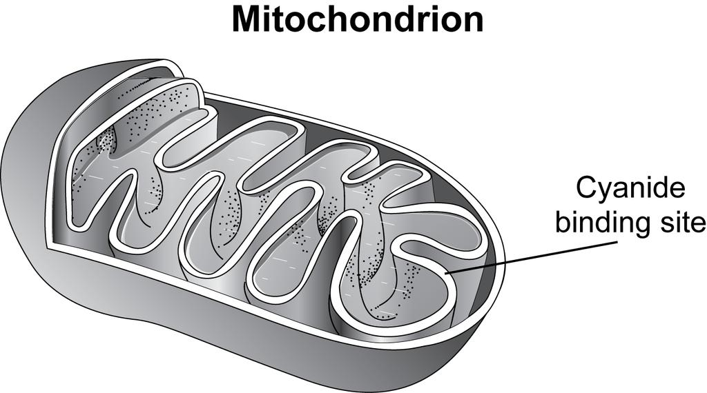 1. Cyanide is introduced into a culture of cells and is observed binding to a mitochondrion, as shown in the diagram below.