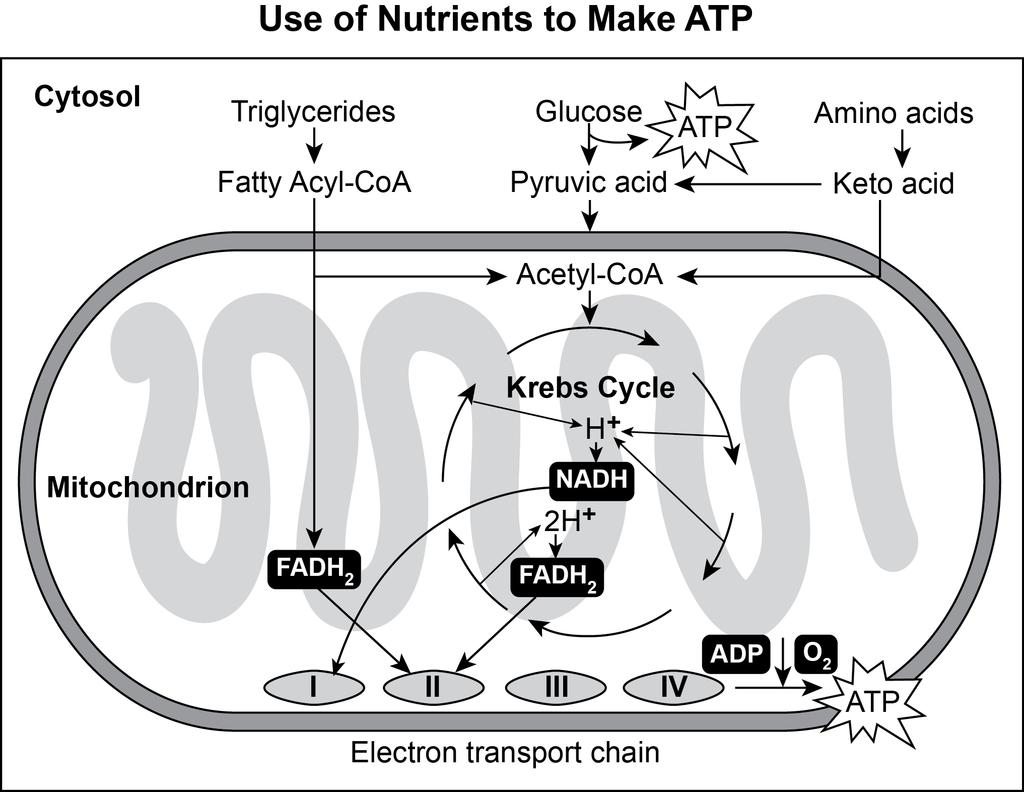 4. The diagram below shows how the nutrients triglycerides, glucose, and amino acids are metabolized to generate ATP in a mitochondrion.