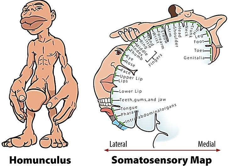 Somatosensory Areas I and II.