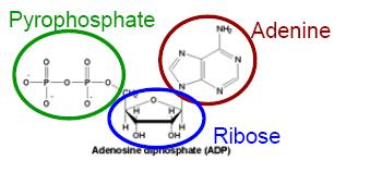 part of the molecule. B. Correct! Yes, this segment of the ADP molecule is the pyrophosphate group.