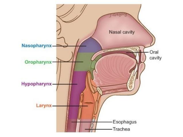 Nasal Cavity -The main function of the nasal cavity is to warm, moisturize, and filter air before it reaches the lungs.