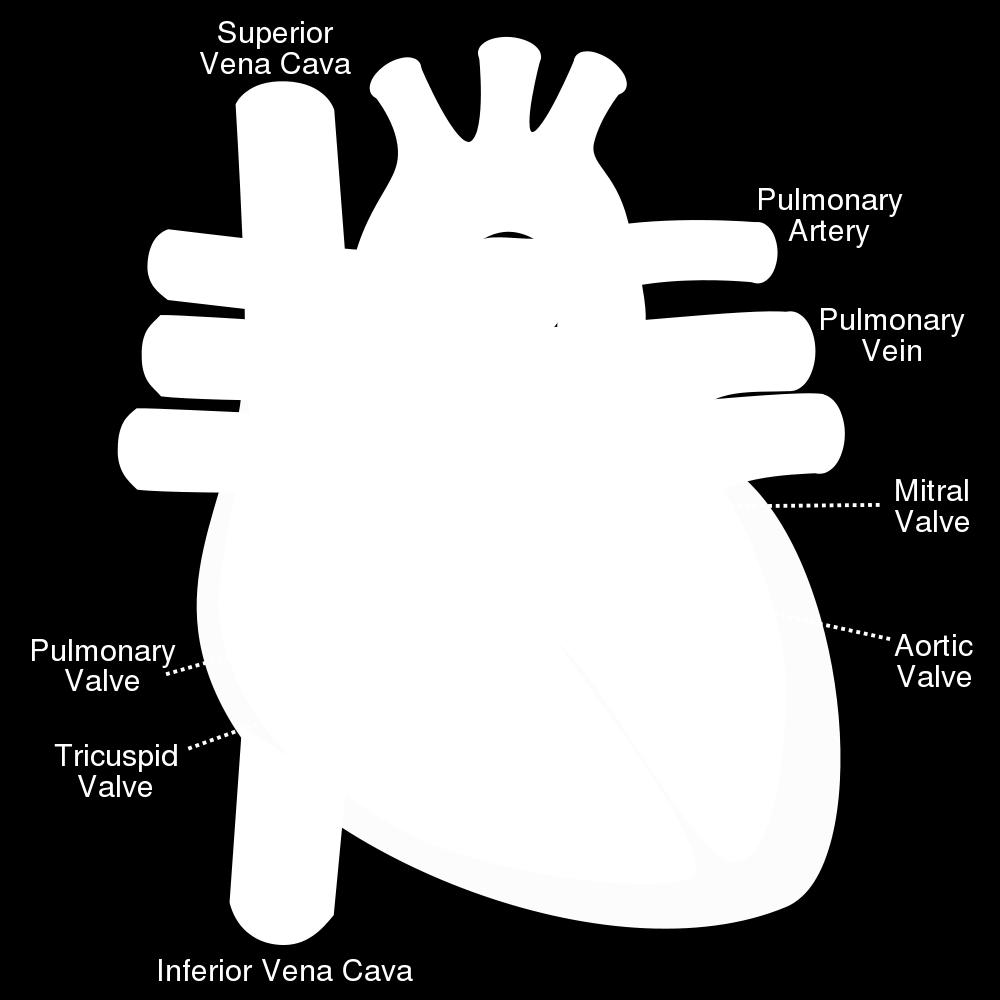 oxygen-poor blood and pumps it to the right ventricle Right ventricle :pumps oxygen-poor blood to the lungs Left atrium