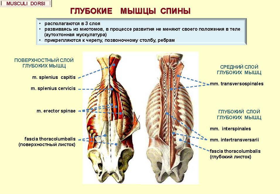 DEEP BACK MUSCLES - are arranged in 3 layers, - autochthonous muscles - are attached to the skull,