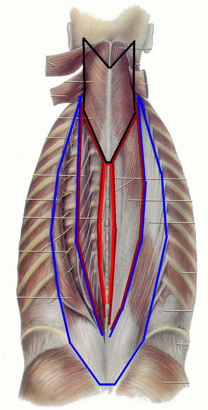 m.erector spinae Three muscles each with three regional parts. 1.m.spinalis:Spinalis thoracis Spinalis cervicis Spinalis capitis 2.