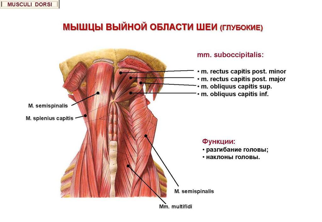 Nuchal muscles of the neck (deep)