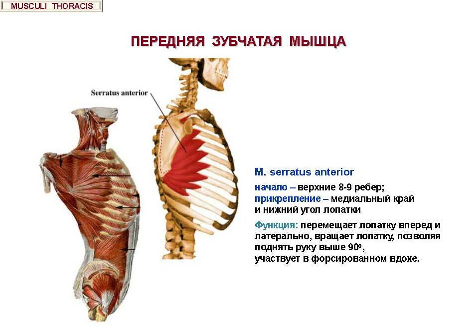 m.serratus anterior Origin: upper 8-9 ribs