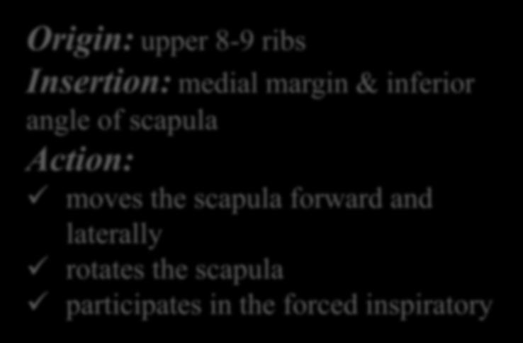scapula Action: moves the scapula forward and