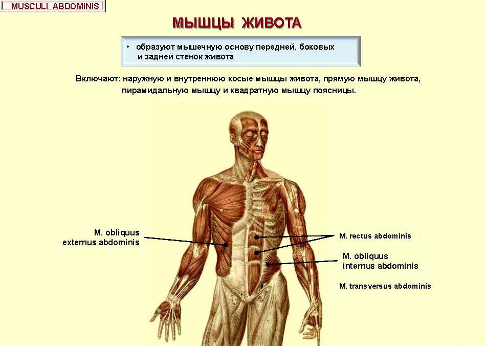 Abdominal muscles form the basis of the anterior, lateral and posterior abdominal wall Include: m.rectus abdominis, m.